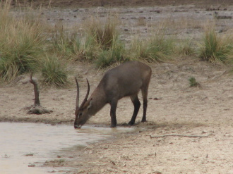 02 Waterbuck S Abreuvant
